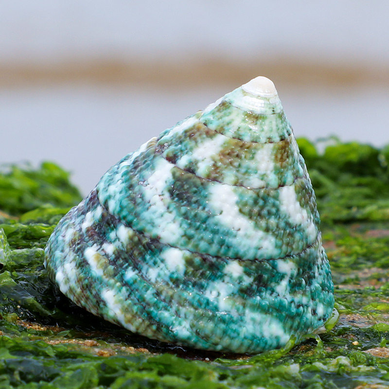 绿塔螺天然贝壳海螺手工diy鱼缸造景装饰卷贝鱼寄居蟹用壳标本螺