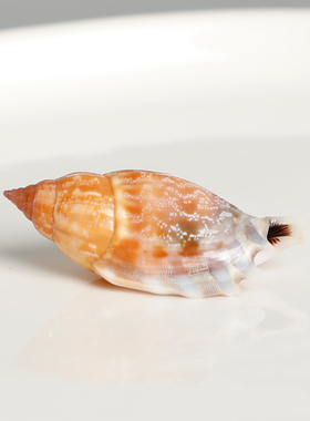 【三齿凤凰螺】天然海胆海螺精品标本螺家居收藏级海洋生物科普摆