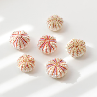 勋章海胆壳精品天然贝壳标本海螺收藏观赏创意手工diy北欧装饰品