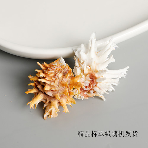 【翘鳞猿头蛤】天然贝壳海螺稀有标本螺家居收藏级海洋生物科普摆