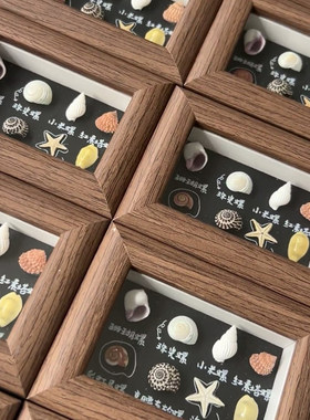 天然贝壳海螺diy制作标本挂画手工艺品摆件相框家居创意装饰制品