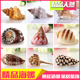 天然精品贝壳名海螺标本螺鱼缸造景装 饰品地中海拍摄道具摆件