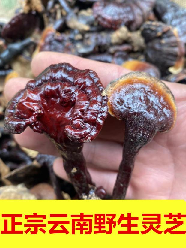 深山灵芝云南野生林芝正品赤灵芝500g整枝正宗天然灵芝泡酒煲汤