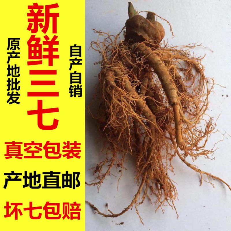 四年新鲜三七云南文山泡酒煲汤