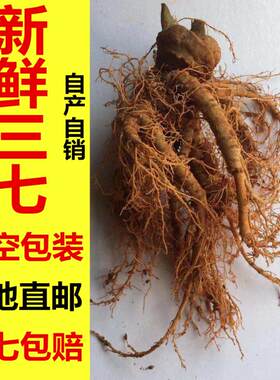 四年新鲜三七云南文山泡酒煲汤