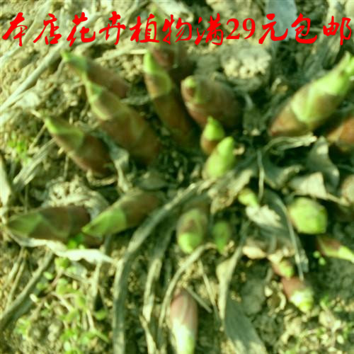 出售刚出芽的 玉簪花苗芽苗 白