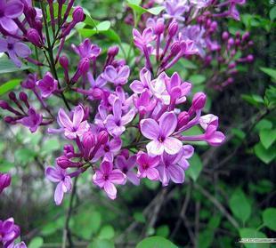 庭院7年大苗可盆栽白丁香花苗