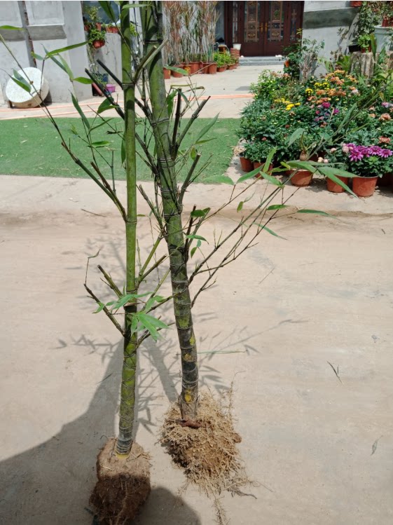 龟甲竹苗金镶玉竹苗紫竹罗汉竹苗庭院别墅观赏竹子苗地栽盆栽竹子