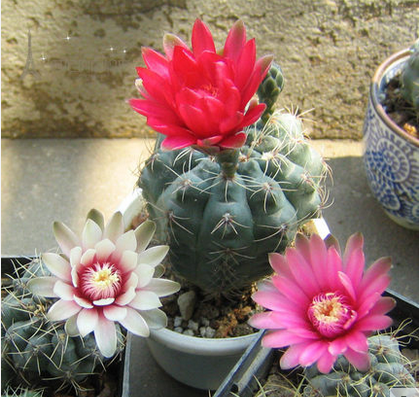 绯花玉仙人球 易养 开花美观 耐干仙人球盆栽