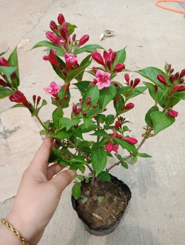 盆栽植物胭脂花朵灌木红王子锦带