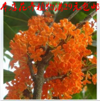 正宗流蘇嫁接紅花小苗丹桂