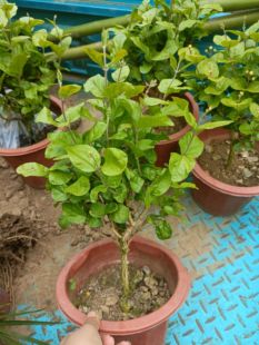 菊花茉莉花，笔尖茉莉独杆棒棒糖型重瓣大花茉莉王，阳台植物盆栽