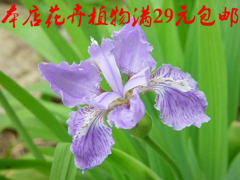 秒杀 蓝鸢尾，好栽的地被植物蝴