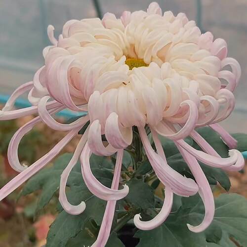 丹青异彩媚姿鸾影品种菊花小苗