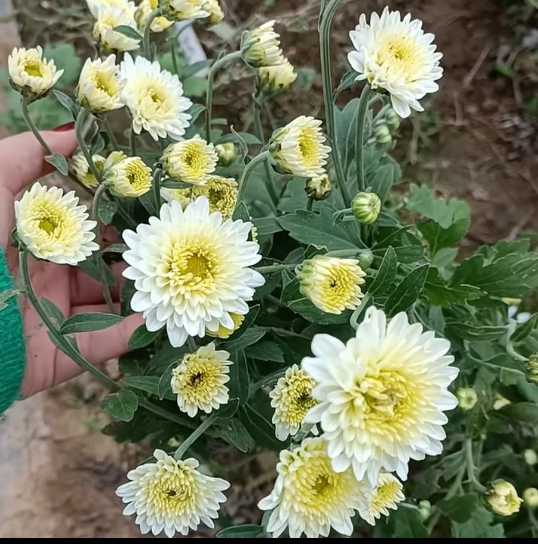 杭白菊菊花小苗，食用泡水的菊花小苗穴盘苗带土球好成活品种对版
