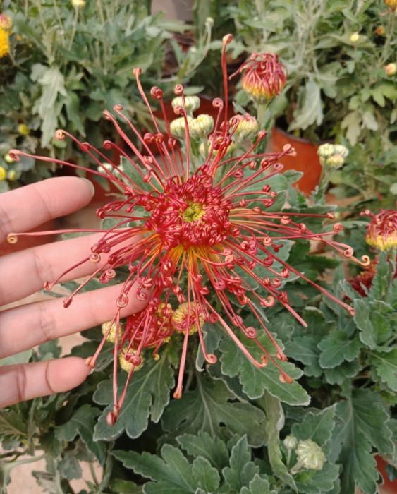 丝线菊花苗盆栽 珍珠穿线红色,大菊花植物 红线穿珠大菊花千丝菊