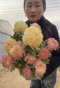 橙黄色鹅毛菊花小苗，鹅毛粉黛菊花，琼岛三友菊花小苗