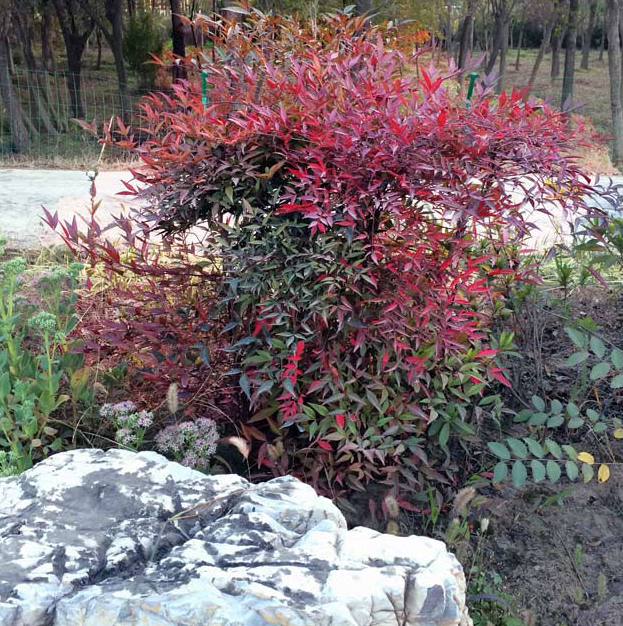 花卉植物盆景老桩耐寒火焰南天竹