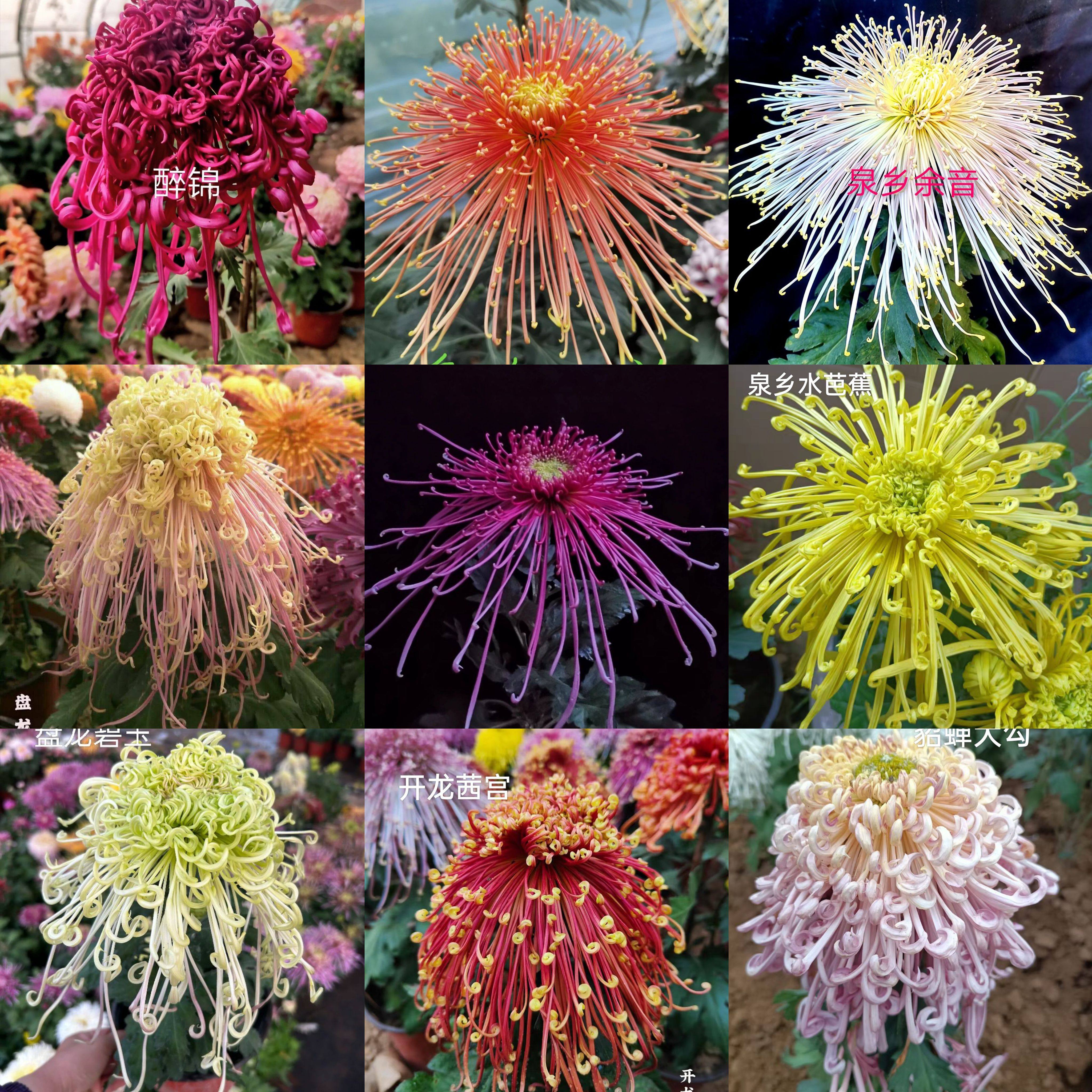 九月菊大花丝菊品种,国庆菊花小苗,包品种包对版,组合选苗