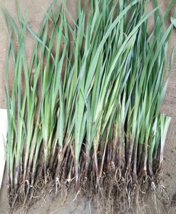 马蔺花苗马莲、马兰花苗、马韭水生植物旱菖蒲苗耐盐碱植物