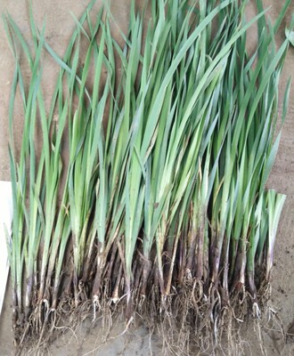 马蔺花苗马莲马兰花菖蒲苗耐盐碱