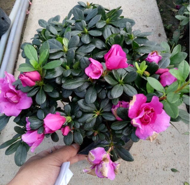 四季杜鹃 带花美观 阳台鲜活绿植物 办公室 阳台植物 带花苞发货