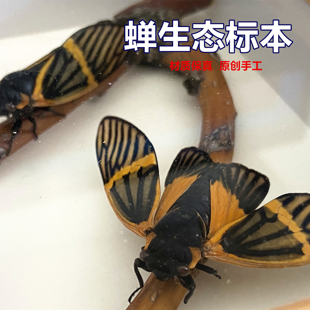 新款昆虫标本蝉生态标本纯手工制作摆件装饰相框礼物模型