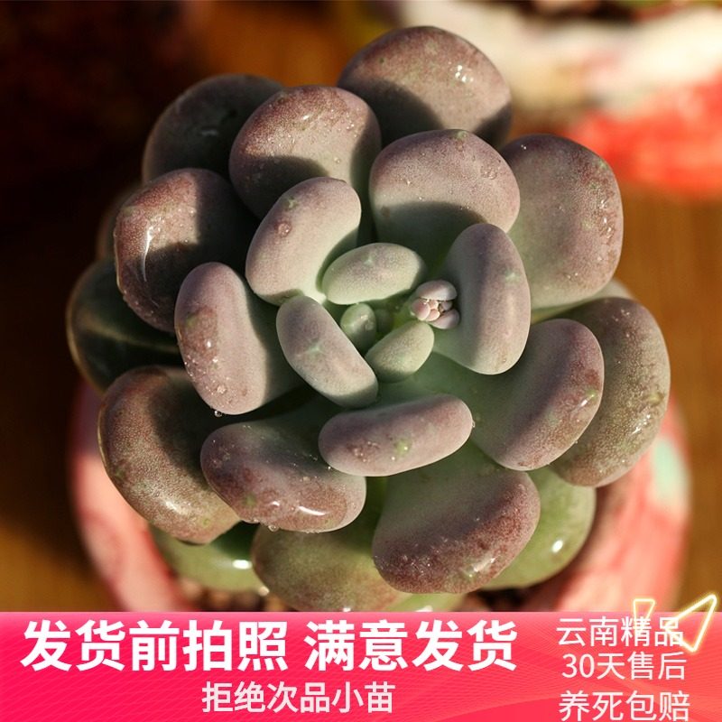 多肉植物月美人价格 多肉植物月美人图片 星期三