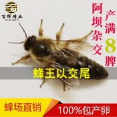 蜜蜂蜂王 蜂王种王 包邮 中蜂蜂王 高产种王蜂子中蜂王阿坝王 开产