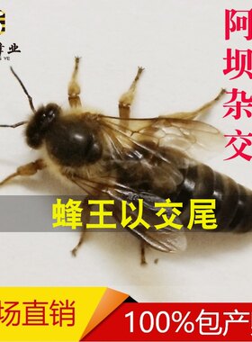 蜂王种王 开产 中蜂蜂王包邮 蜜蜂蜂王 高产种王蜂子中蜂王阿坝王