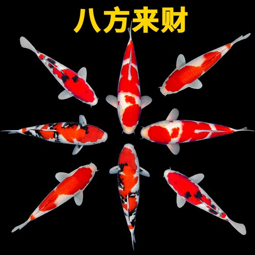 锦鲤活体黑白冷水鱼