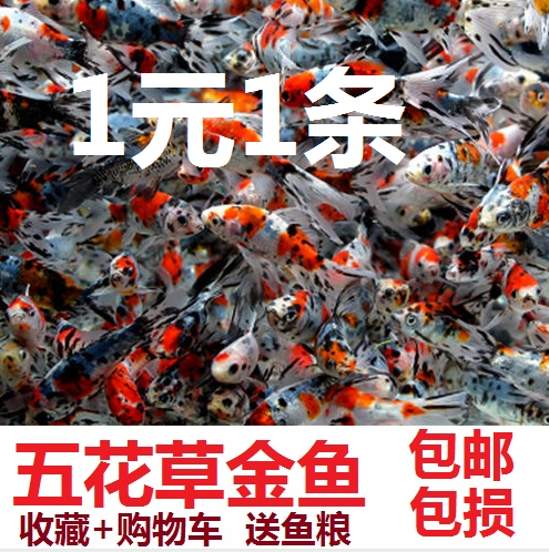 鱼苗小型冷水观赏活体