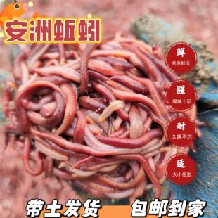 安洲蚯蚓垂钓饵料红蚯蚓野钓小号特大号地龙活体乌龟饲料鱼粮放生