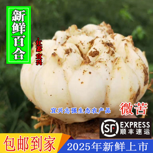 2025年宜兴新鲜百合主可晒干包邮现挖新鲜百合农家食用百合
