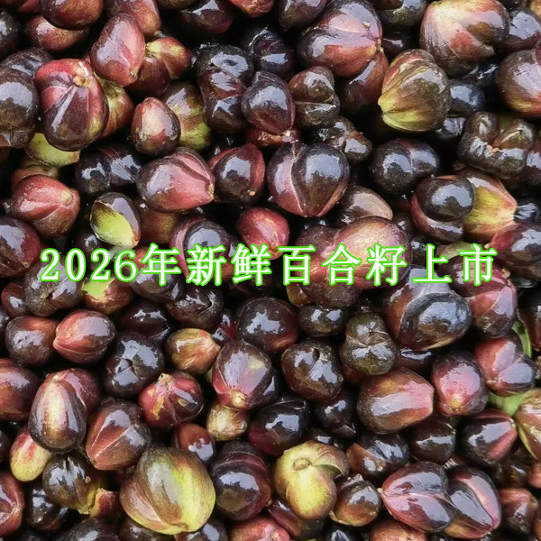 2026年宜兴新鲜百合籽百合子