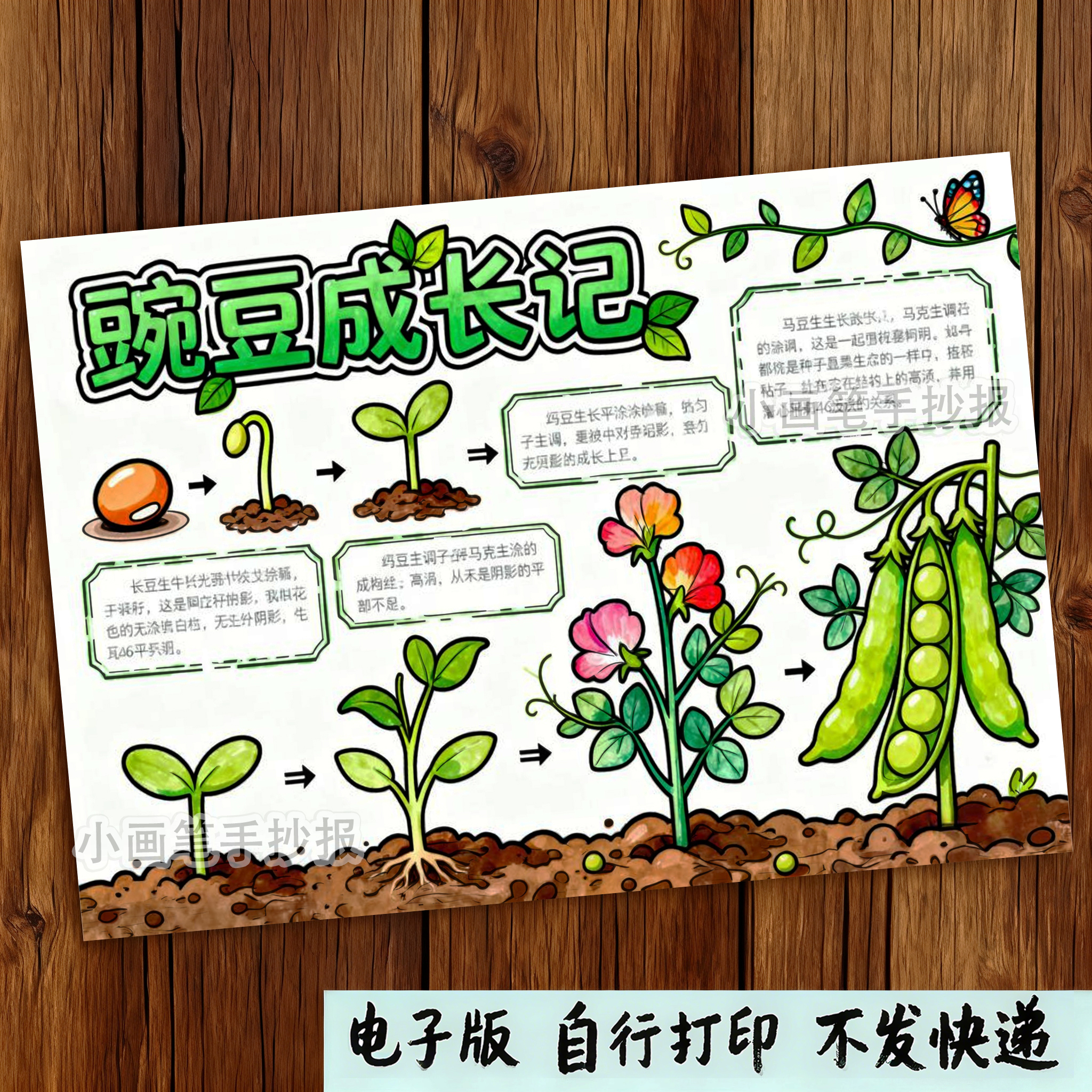 167自然笔记豌豆成长记录手抄报线稿豌豆生长观察日记电子小报