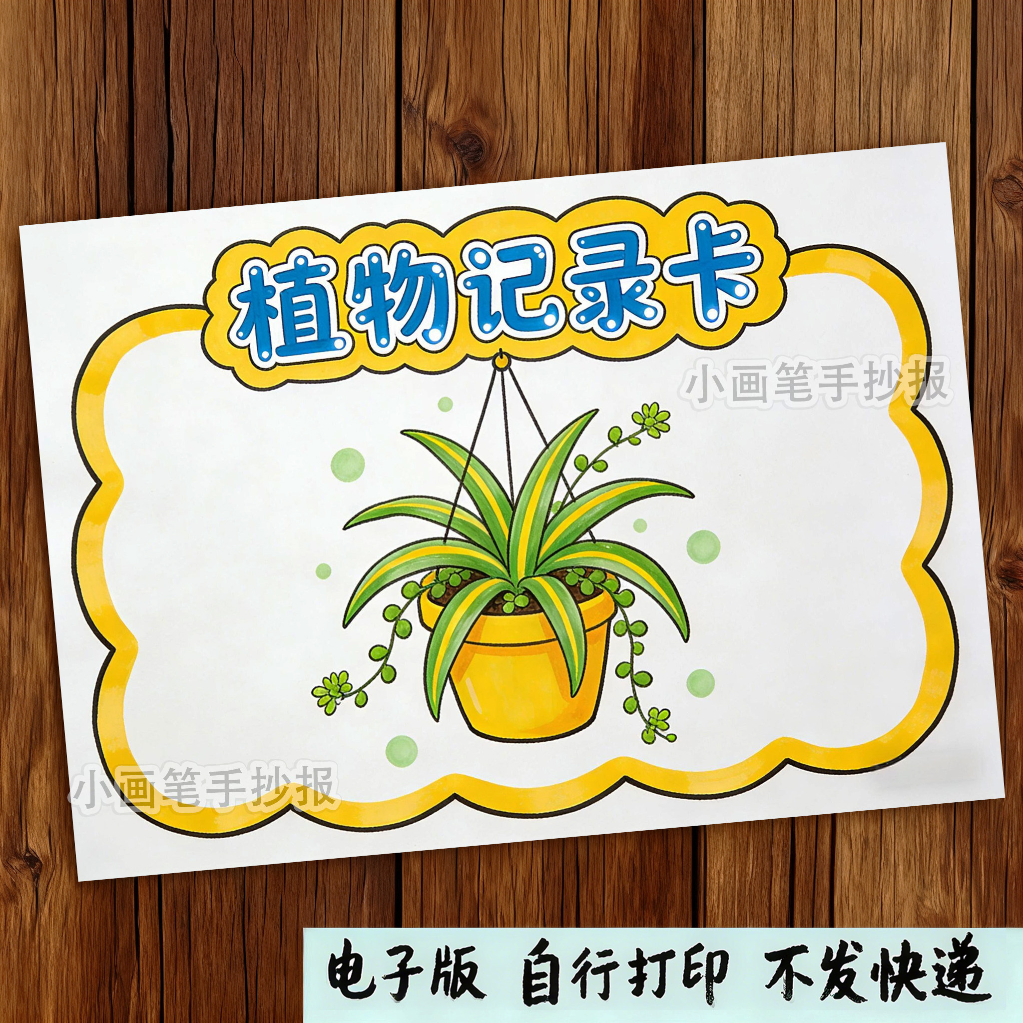 吊兰植物记录名片卡生长过程观察自然笔记绘画手抄报模板