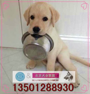 纯种拉布拉多幼犬出售家养宠物狗神犬小七活体导盲犬巡回犬送货Y1