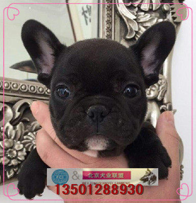 法国斗牛犬 法牛幼犬活体奶油色黑色法斗幼犬纯种家养宠物狗狗k8