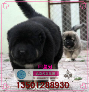 高加索犬.纯种幼犬出售赛级血统宠物山脉犬巨型狼青色狗狗视频选