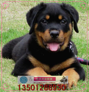 纯种罗威纳幼犬活体罗威纳犬大型巨型犬护卫犬宠物狗训练