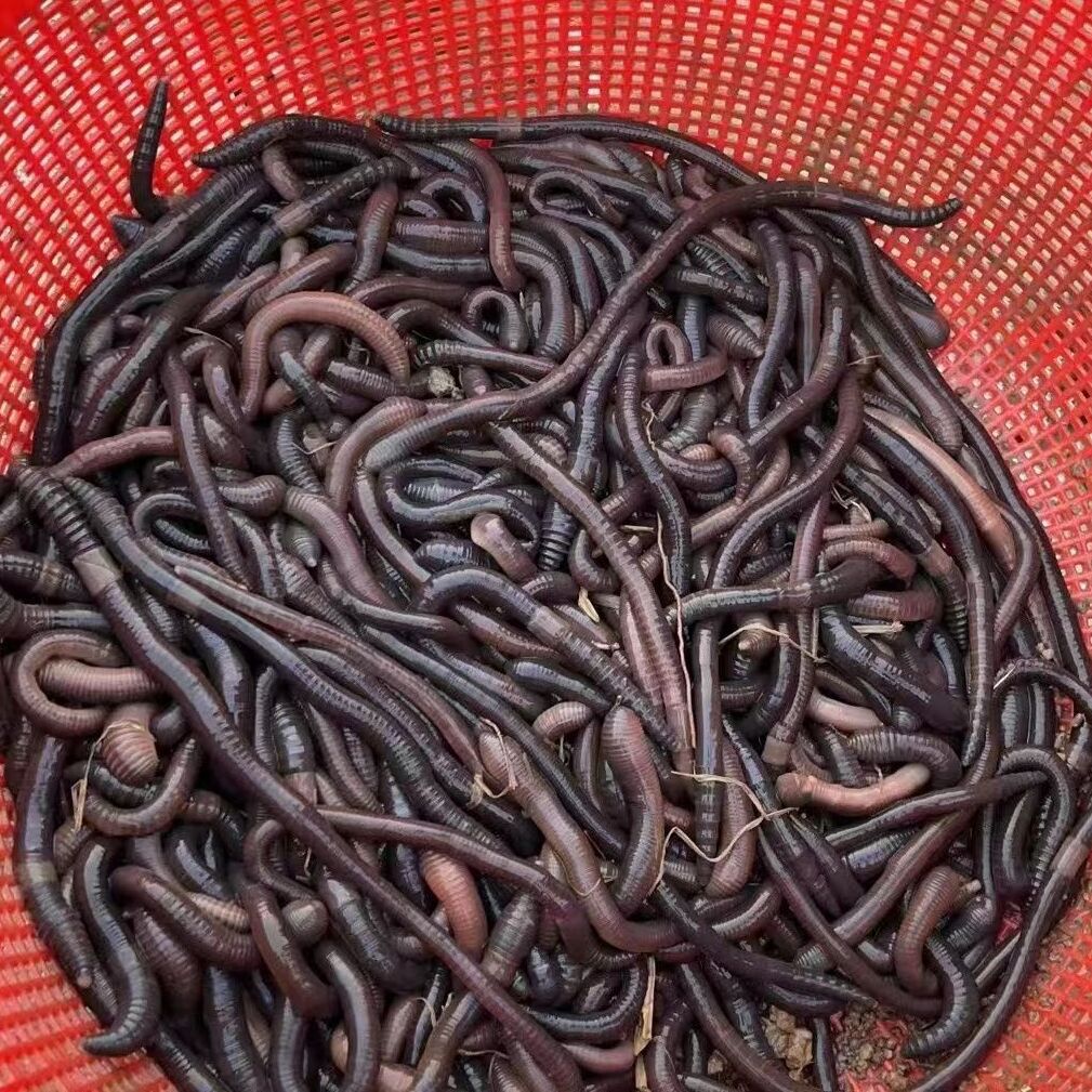 大号紫蚯蚓 特大号蚯蚓 活体大蚯蚓活饵紫光蚯蚓野钓 昂公 黄辣丁