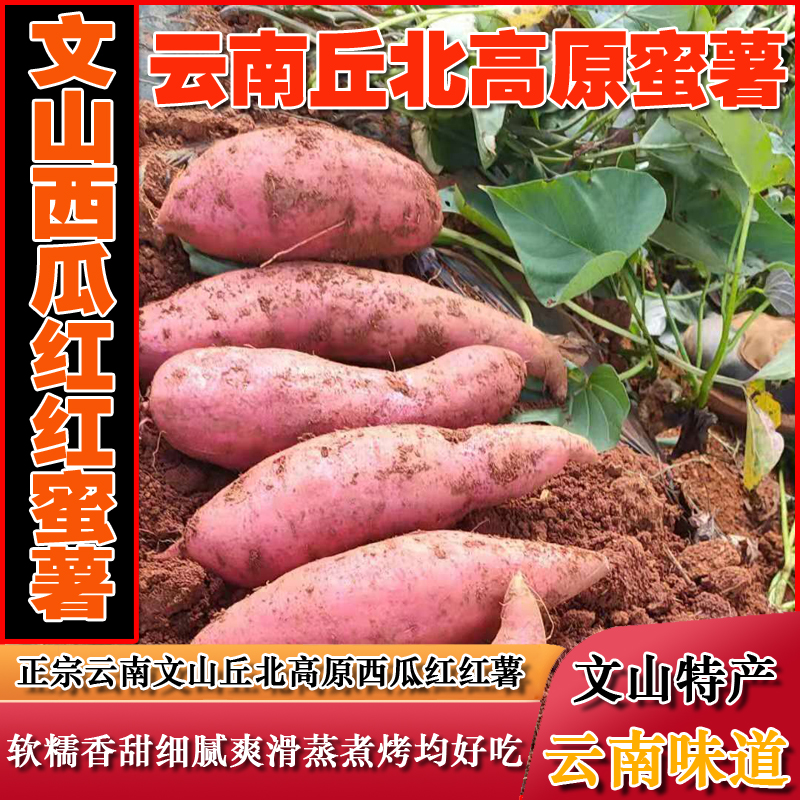 云南文山丘北高原西瓜红蜜薯2023现挖新鲜10斤板栗红心糖心烤番薯