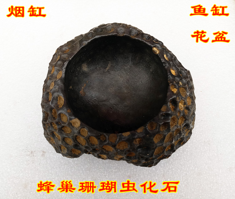 天然珊瑚虫化石烟灰缸原石摆件蜂窝蜂巢化石标本小花盆鱼缸观赏石
