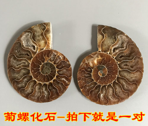 螺化石多少钱 螺化石价格 小麦优选