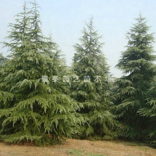 雪松树雪松苗香柏宝塔松雪松树苗四季常青行道树圣诞树庭院绿化苗