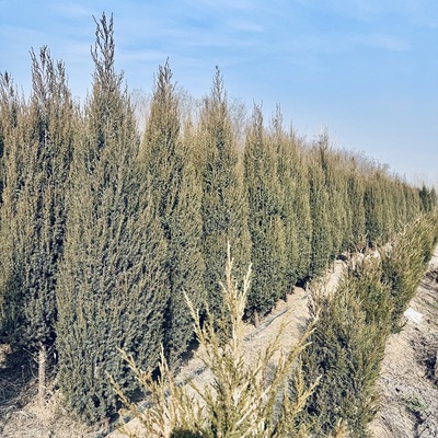 刺柏树苗四季长青易活墓地栽种