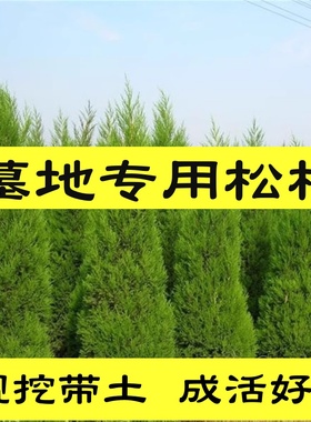 松柏树苗龙柏树苗塔松塔柏树苗侧柏蜀桧子孙树树耐寒树四季长青
