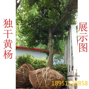 独杆黄杨苗 小叶黄杨树苗盆栽瓜子黄杨苗 高杆黄杨盆景树桩素材苗