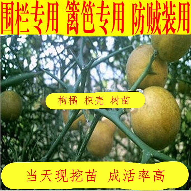 枸橘苗 枳壳苗 枸橘苗种子 带刺苗篱笆围墙苗 钢橘臭橘 嫁接砧木